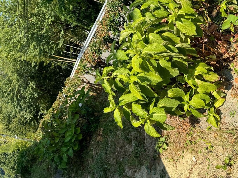 紫陽花の葉っぱ